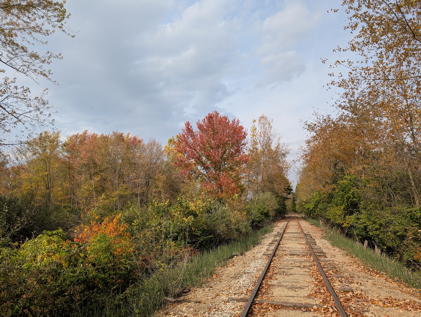 A range of colors from the various types of southeast Michigan trees.